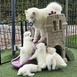 Samoyed Puppies from DelMar Dreams Samoyeds