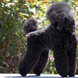 Poodles from Broad Creek Poodles