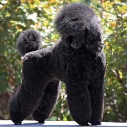Poodles from Broad Creek Poodles