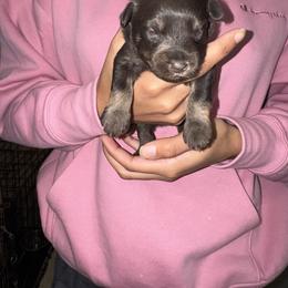 Kara- Ava - Parti female Miniature Schnauzer puppy in Pearland, Texas from K & S Schnauzers