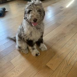 Assorted Doodle Crosses, Bernedoodle, Cockapoo, Double Doodle, Goldendoodle, and Golden Retriever Puppies from Hawk Mountain Doodles