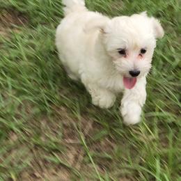 Jasper - White male Maltipoo puppy in Brooksville, Florida from DeVall Maltipoos