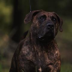 Gracie - Perro de Presa Canario