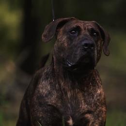 Gracie - Perro de Presa Canario