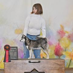 Pheme - Alaskan Klee Kai