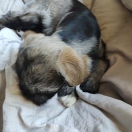 Miniature Schnauzer Puppies from JVH Mini Schnauzers