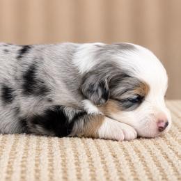 Nevada - Blue merle female Miniature American Shepherd puppy in Leitchfield, Kentucky from Legendmaker MAS