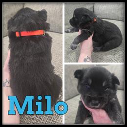 Milo - Black and white male Siberian Husky puppy in Wheeler, Michigan from Haase Family Kennels