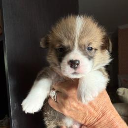 Fitz - Sable male Pembroke Welsh Corgi puppy in Delray Beach, Florida from Holly's Pembroke Welsh Corgis