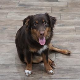 Titan Bear - Miniature Australian Shepherd