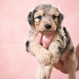 Savannah - Blue merle female Aussiedoodle puppy in Weatherford, Texas from Grand Ole Aussies