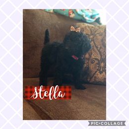 Aussiedoodle, Bernedoodle, and Poodle Puppies from Megan’s Spoiled Standards