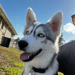 Demon - Siberian Husky