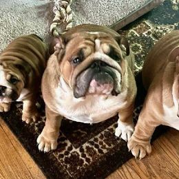 Bulldogs from Leann's Bulldogs