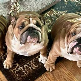 Bulldogs from Leann's Bulldogs