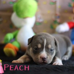 Peach - Blue tri-color female American Bully puppy in Du Bois, Nebraska from Black Coal Bullies