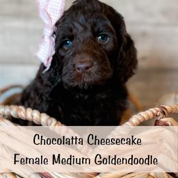 Spot 7 - Chocolate female Goldendoodle puppy in Redmond, Oregon from Bourbon and Lace Doodles