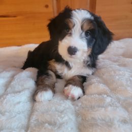 Bernedoodle and Labradoodle Puppies from Reid Wasatch Doodles