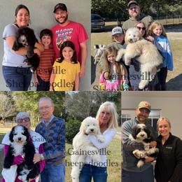 Sheepadoodle Puppies from Gainesville Sheepadoodles