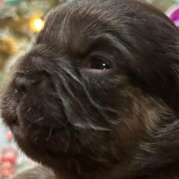 French Bulldogs from Frenchies Vom Reiches Tal