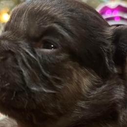French Bulldogs from Frenchies Vom Reiches Tal