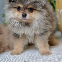 Rufus - Chocolate merle male Pomeranian puppy in Santa Clarita, California from Hollywood Mini Pets