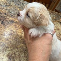 Girl-Teal - white and lemon female Companion Cross puppy in Greenfield, Indiana from Thompson's Prairie Pride