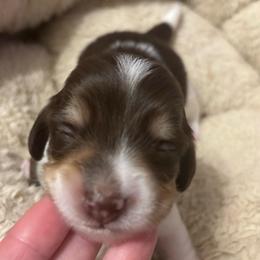 Willie - Piebald male Dachshund puppy in Dobson, North Carolina from Oakleys Dachshund Haven