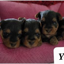 Morkie, Shorkie, Yorkipoo, and Yorkshire Terrier Puppies from YourSoulmatePuppy