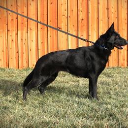 Arkham - German Shepherd