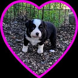Dawn - Black tri female Toy Australian Shepherd puppy in Snowflake, Arizona from Halfpint Aussies