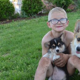 Pembroke Welsh Corgi Puppies from Griswold Pembroke Welsh Corgis