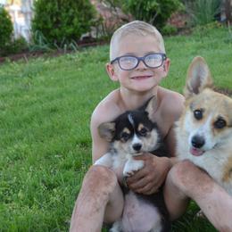 Pembroke Welsh Corgi Puppies from Griswold Pembroke Welsh Corgis