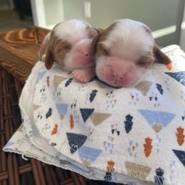 Cavalier King Charles Spaniel Puppies from Kids and Canines