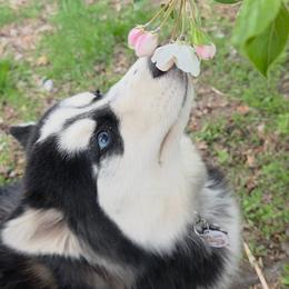 Dolly - Pomsky