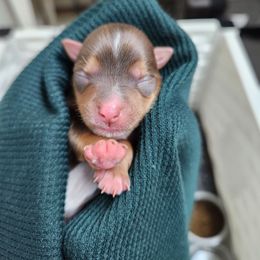 Chocolate yorkie - Chocolate and tan female Yorkshire Terrier puppy in District Heights, Maryland from Bitter Sweet Yorkies