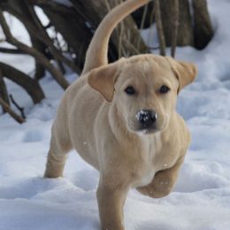 Labrador Retriever Puppies from Cheri Lewitzke