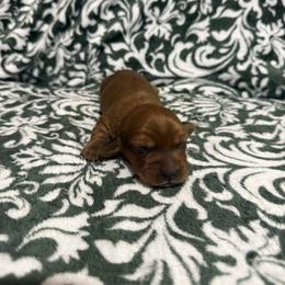 Louise - Red female Dachshund puppy in Liberty, Mississippi from Liberty Oaks Aussies and Dachshunds