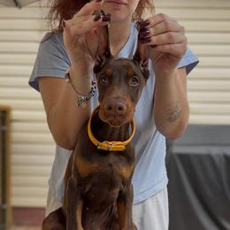 Yellow Collar Girl - Red and rust female Doberman Pinscher puppy in Stow, Ohio from Imperium Dobermann