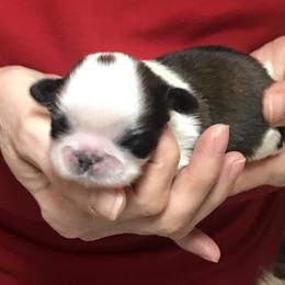 Shih Tzu Puppies from Willow Lane Shih Tzus