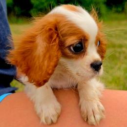Monica - Blenheim female Cavalier King Charles Spaniel puppy in Watsontown, Pennsylvania from Huntsman Cavaliers