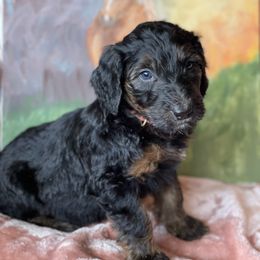 Aussiedoodle and Australian Shepherd Puppies from Dunroamin Farms Australian Shepherds and Aussiedoodles