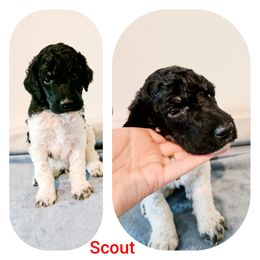 Poodle Puppies from Paw Print Poodles