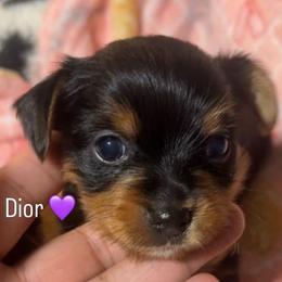 DIOR - Black and tan female Yorkshire Terrier puppy in New Orleans, Louisiana from ROYAL PAWS