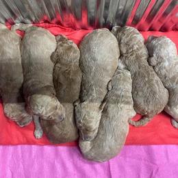 Poodle Puppies from Pampered Pawz