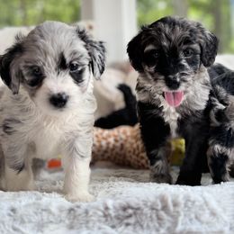 Aussiedoodle Puppies from Pawsome Aussie Doodles