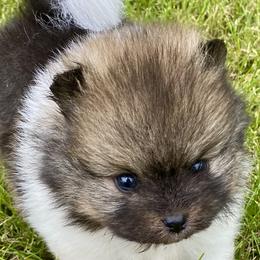 Milo - Tri-colored male Pomeranian puppy in Delta Junction, Alaska from Princess Arctic Pomeranians