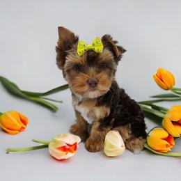 Yorkshire Terrier Puppies from Lady A's Yorkies