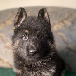 Green collar boy - Black and red male German Shepherd puppy in Coleta, Illinois from Four Leaf Farm- Vom Vierblättriges Bauernhof
