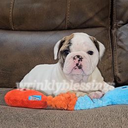 Tilly - Bulldog puppy from Wrinkly Blessings English Bulldogs